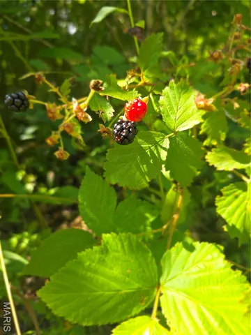 $90,000 | 2 Cedar Hollow Road, Fletcher, MO 63030