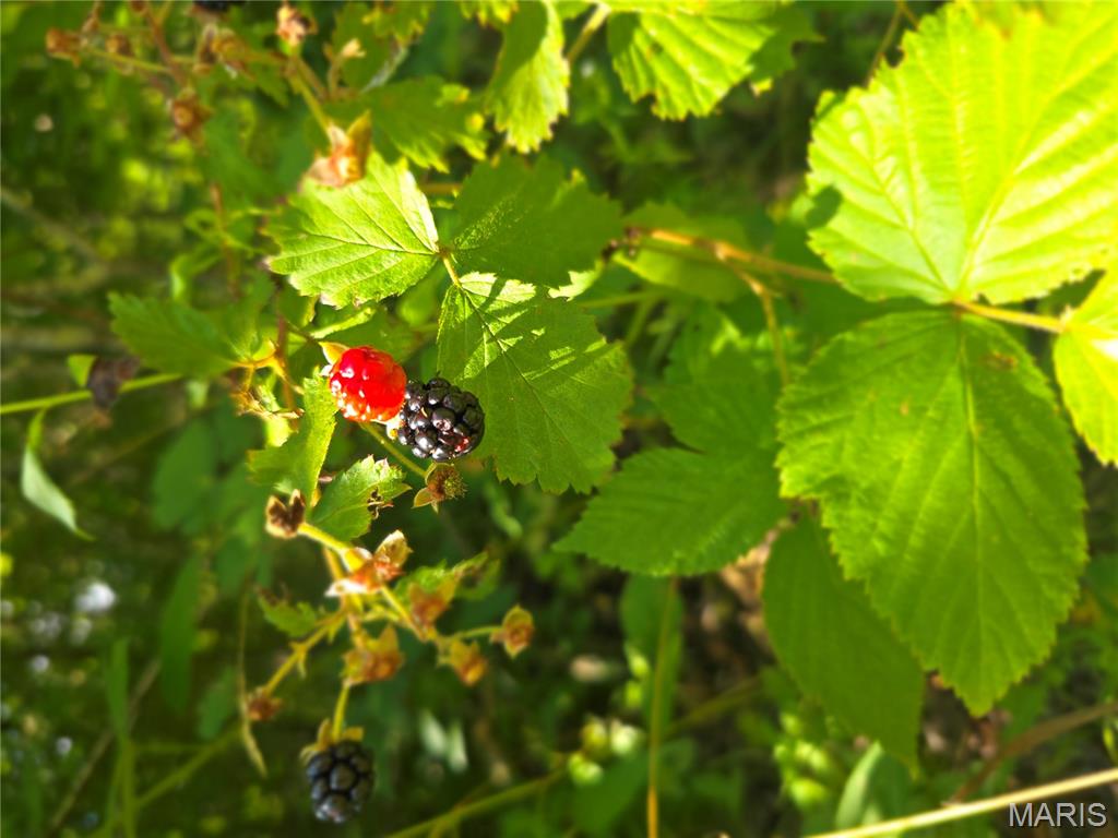 2 Cedar Hollow Road Fletcher, MO 63030 - Photo 90 of 96