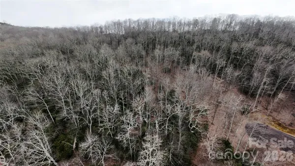 a view of a lush green forest