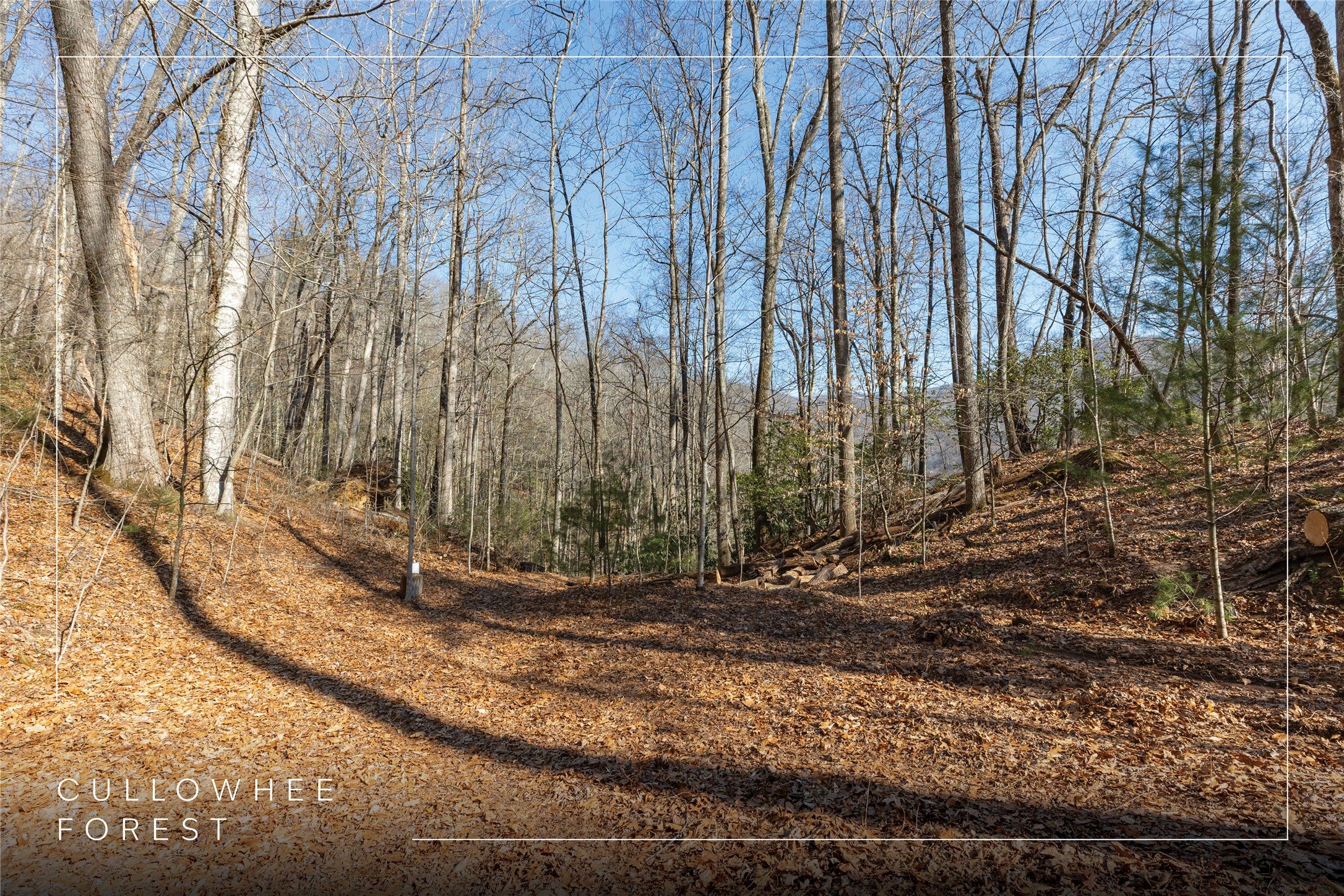 53 Cullowhee Forest Road Cullowhee, NC 28723 - Photo 4 of 41 Gallery Image 4