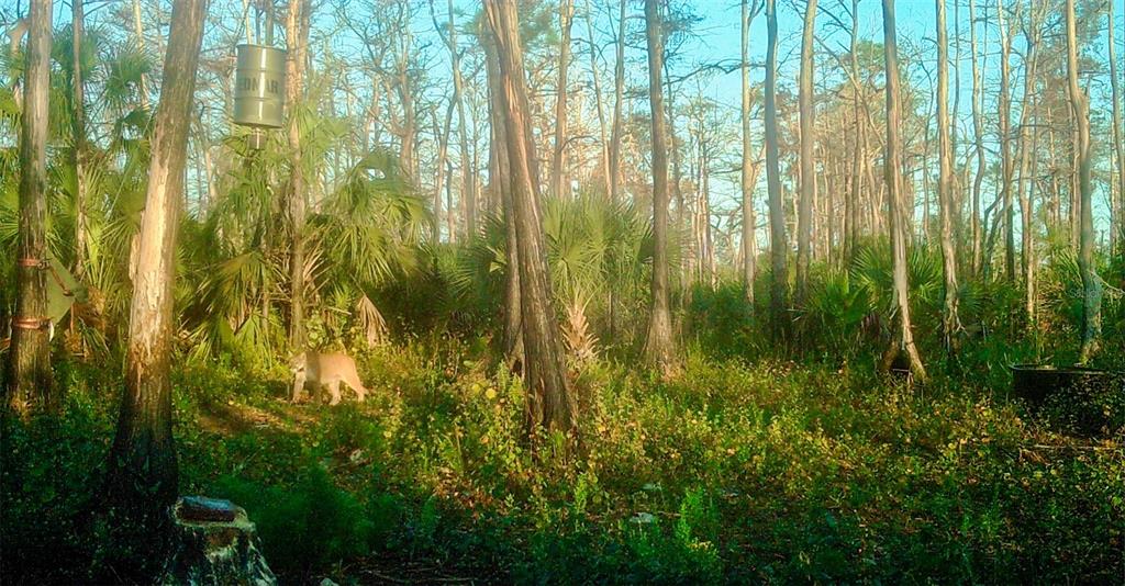 Black Burn Road Naples, FL 34117 - Photo 20 of 39 Gallery Image 20