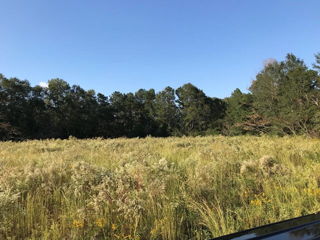 0 County Road 48 Abbeville, AL 36310 - Photo 1 of 1