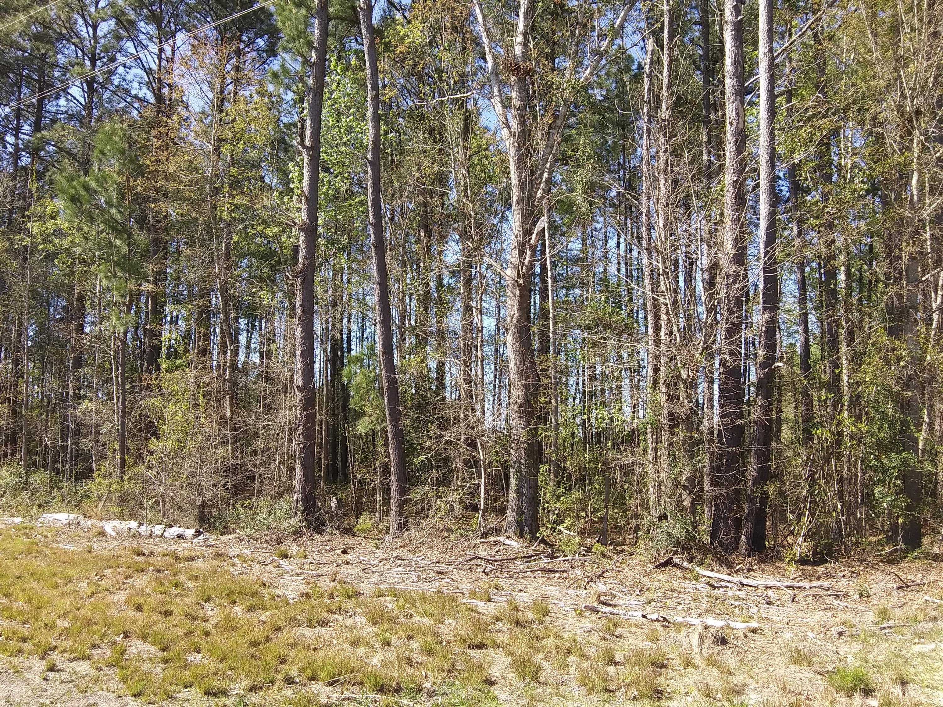 0 Campbell Road Ridgeville, SC 29472 - Photo 1 of 6 20190327_161855