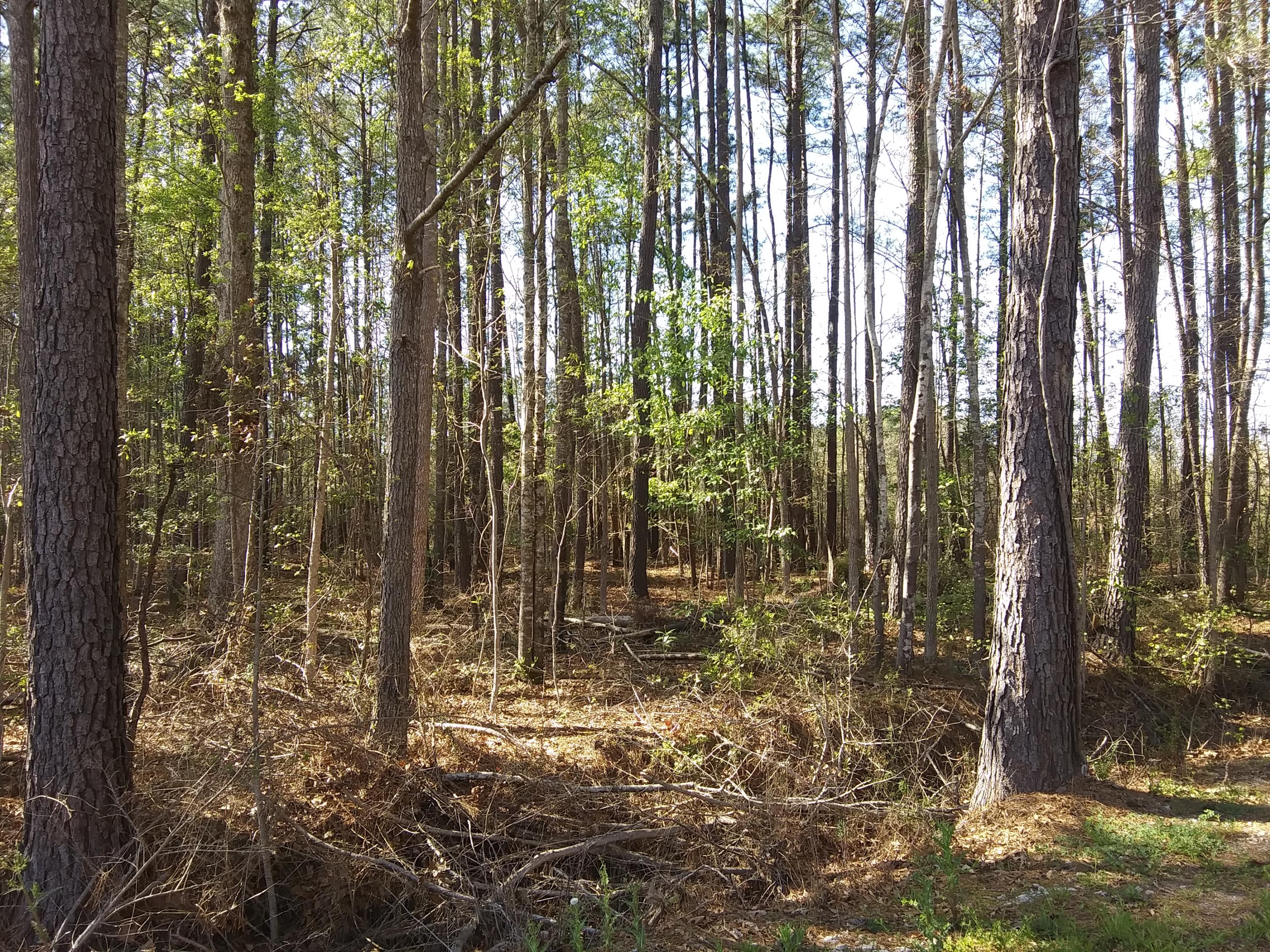 0 Campbell Road Ridgeville, SC 29472 - Photo 4 of 6 20190327_162004