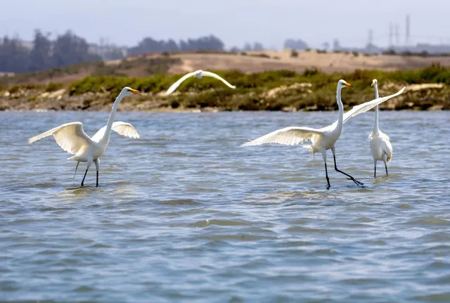 $8,500,000 | 967 Salinas Road, Watsonville, CA 95076