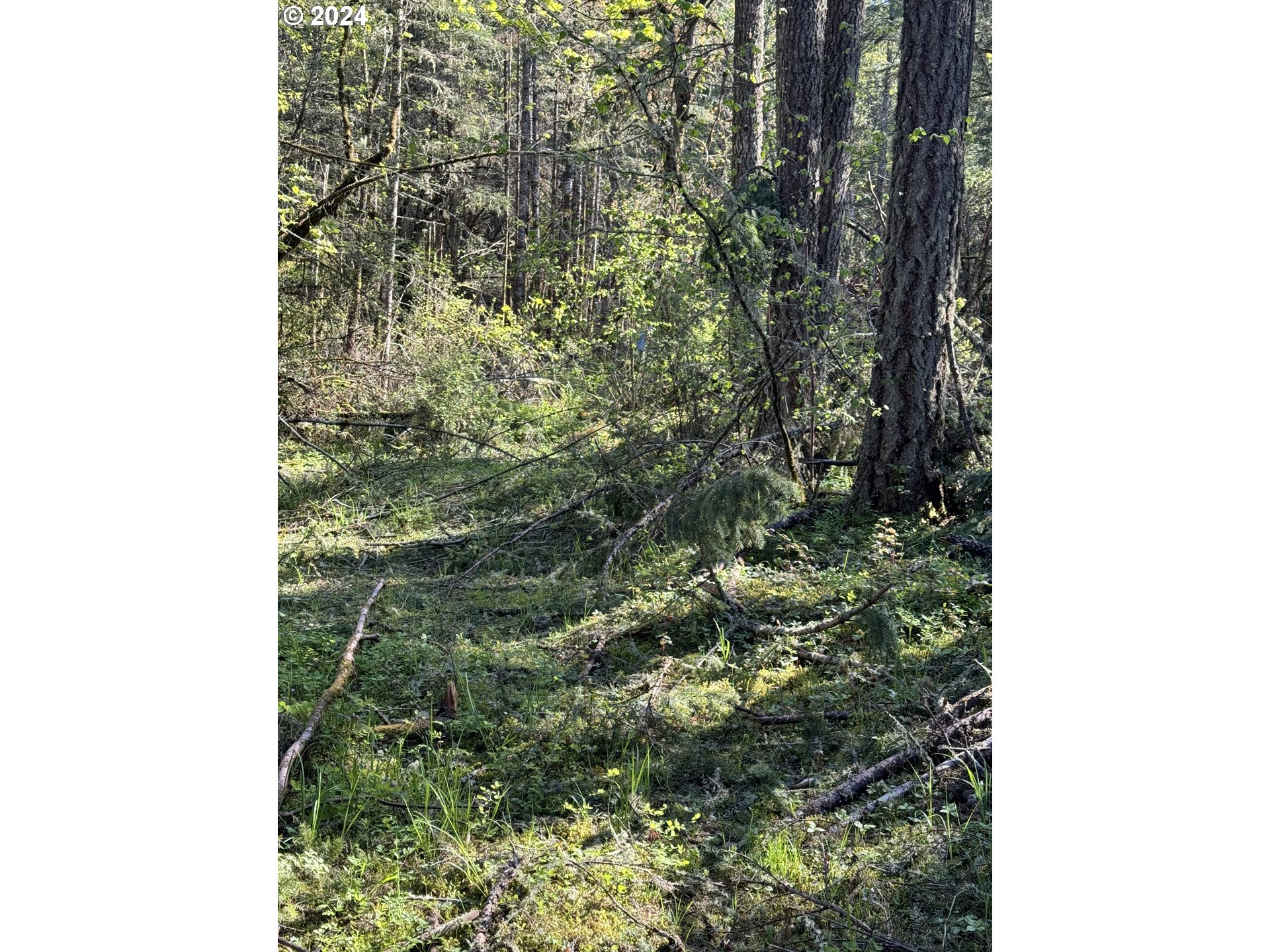 South 73rd Avenue Springfield, OR 97478 - Photo 15 of 20