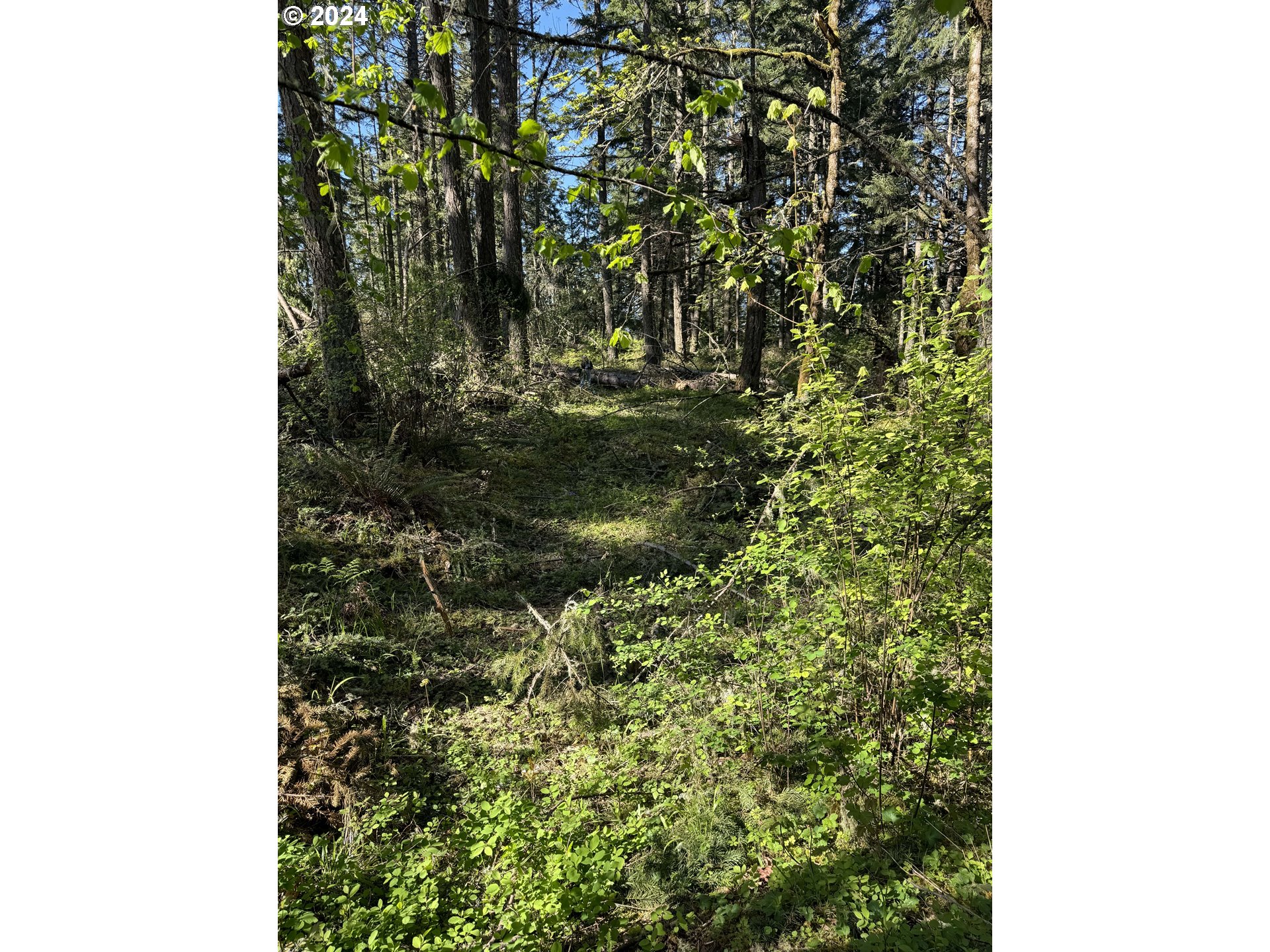 South 73rd Avenue Springfield, OR 97478 - Photo 16 of 20