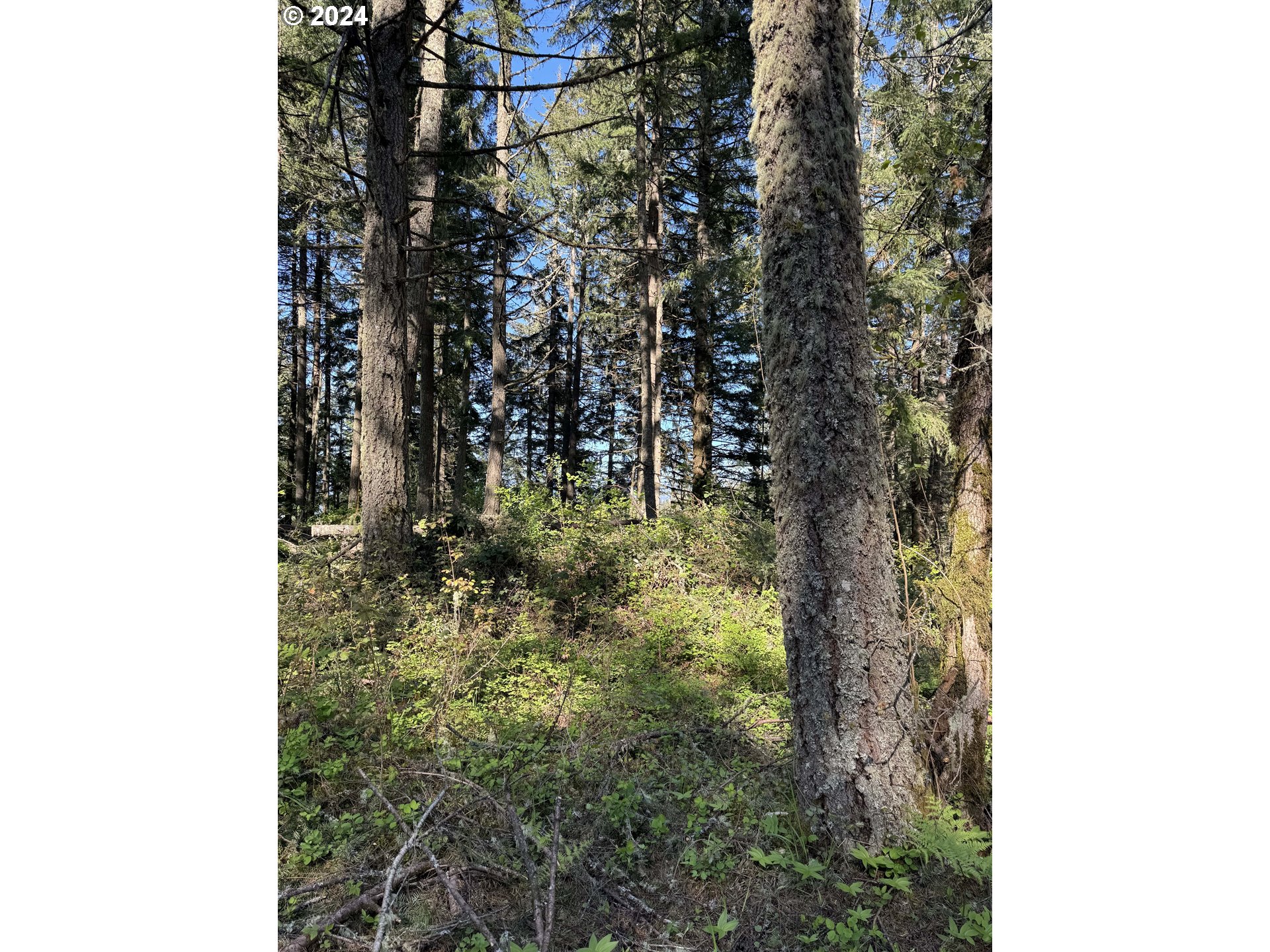 South 73rd Avenue Springfield, OR 97478 - Photo 9 of 20