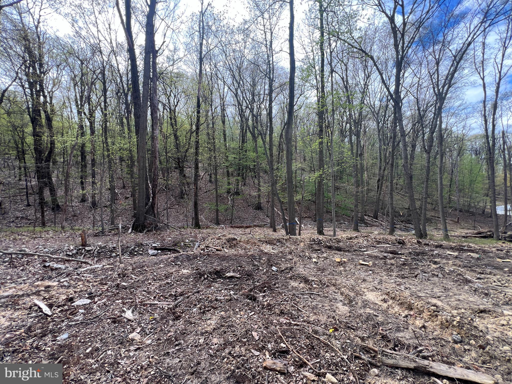 1163 Kuhn Road Boiling Springs, PA 17007 - Photo 14 of 14 a view of a forest filled with trees