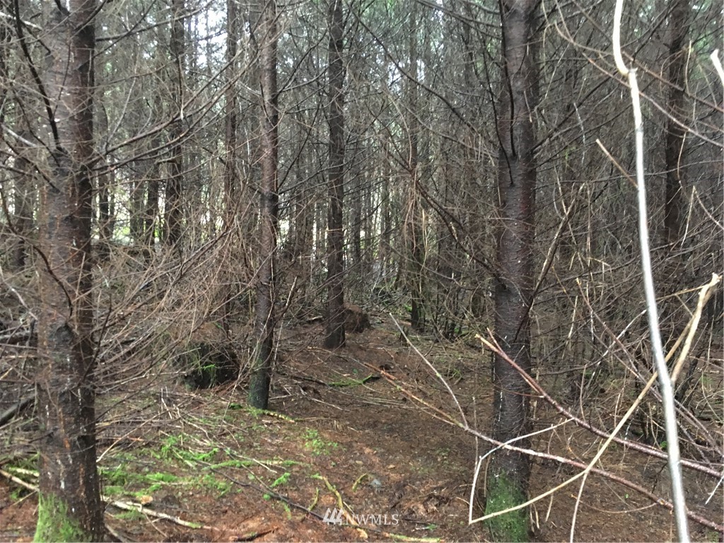 117 West Christin Road Chehalis, WA 98532 - Photo 6 of 7