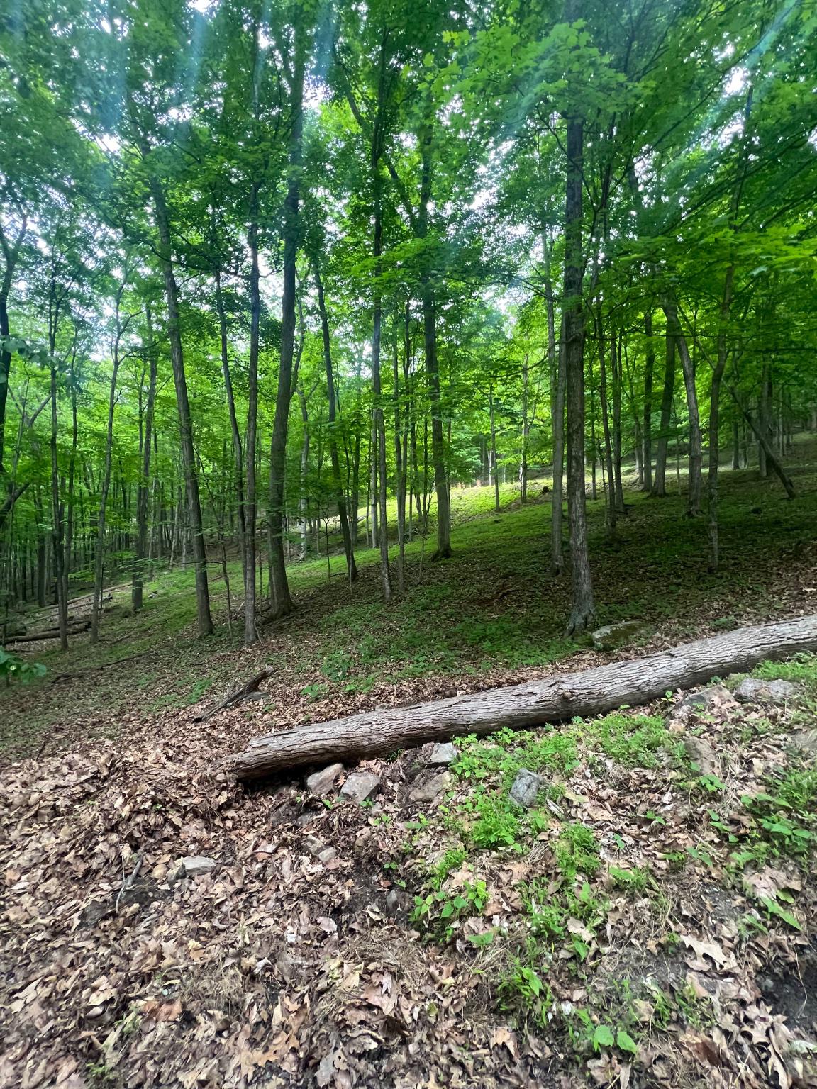 Edgar Lane Upper Tract, WV 26866 - Photo 12 of 22 Lower view looking toward the cleared homesite.