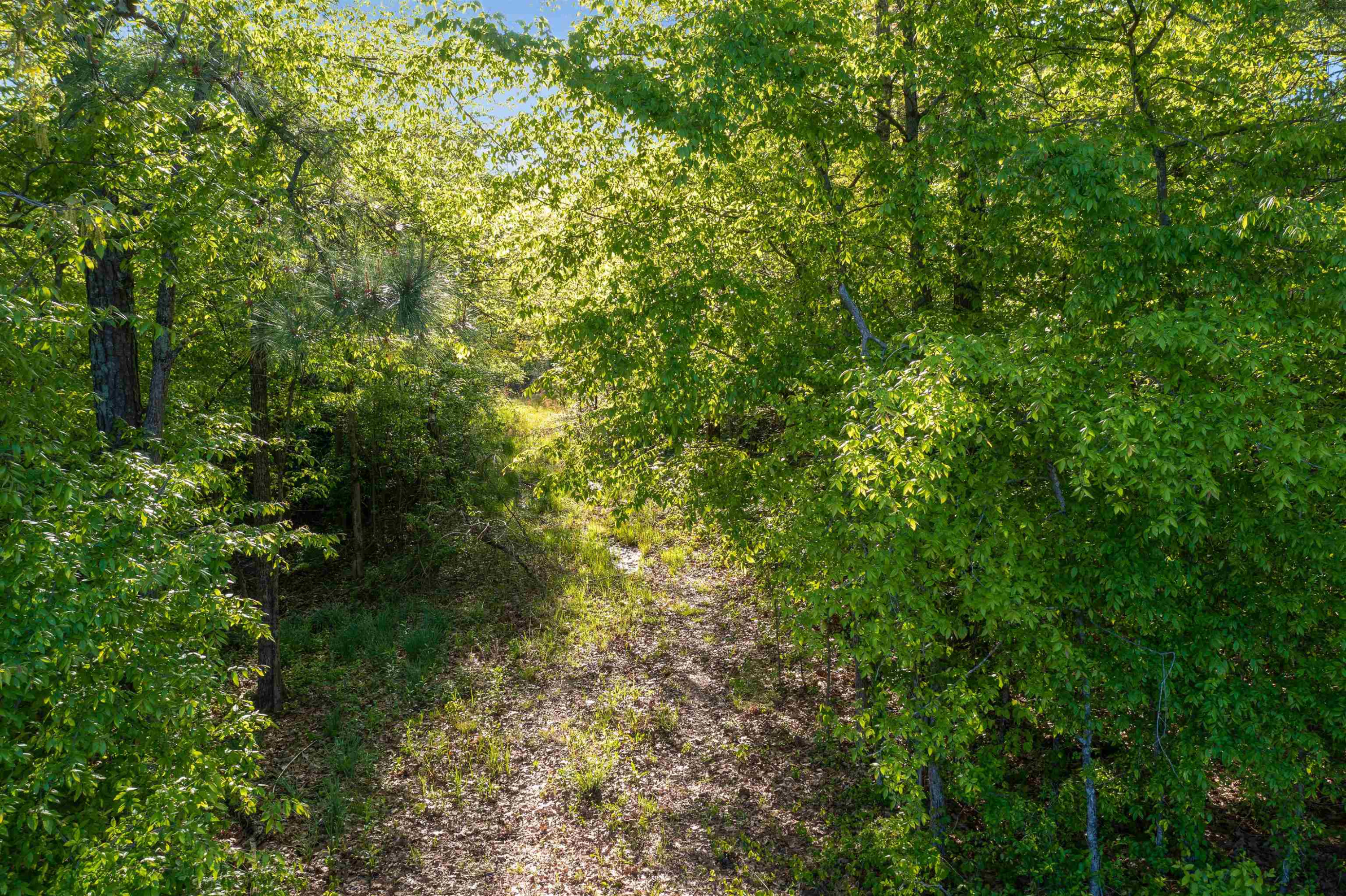 0 Oak Grove Road Milan, TN 38358 - Photo 12 of 16 Photo 12