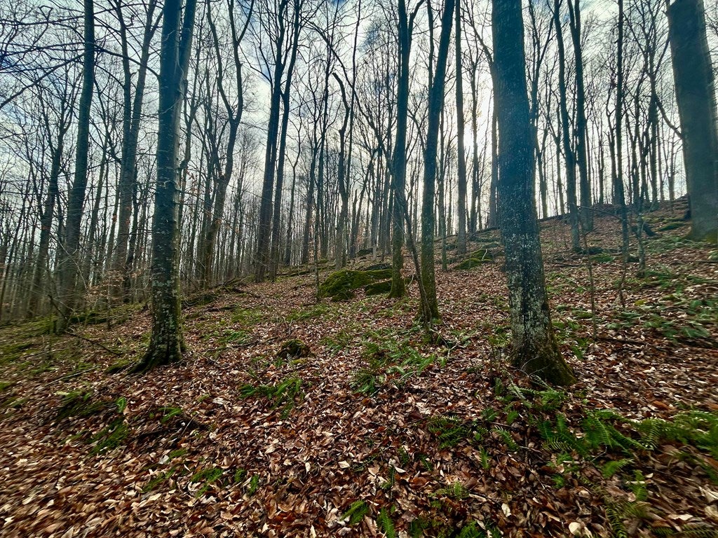 13.41-ac Kimberlin Road, Unit 15 Rural Retreat, VA 24368 - Photo 8 of 17 Gallery Image 8
