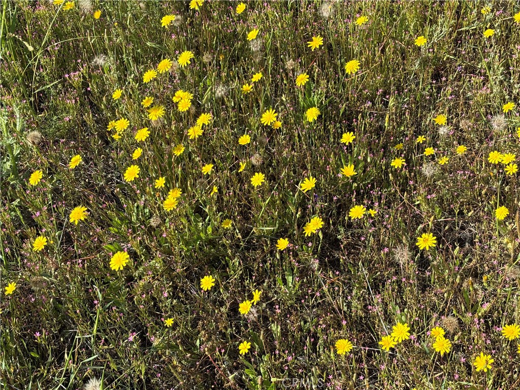 0 Cobble Creek Road Oroville, CA 95965 - Photo 51 of 55 a view of flowers