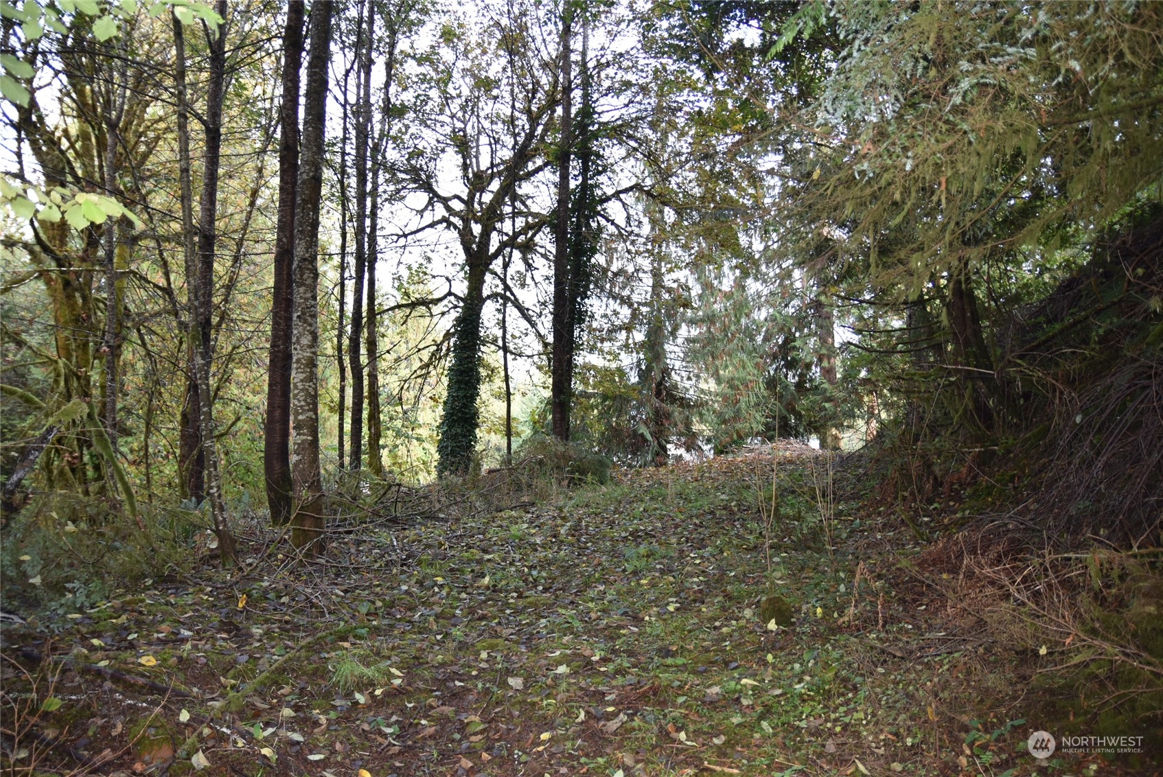 146 Hunter Road Longview, WA 98632 - Photo 8 of 8 a view of forest