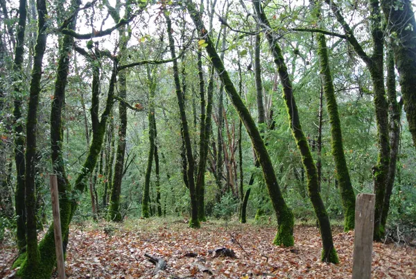 a view of outdoor space and green space