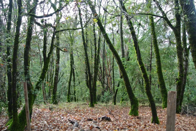 $72,000 | 5585 Pine Ridge Road, Foresthill, CA 95631