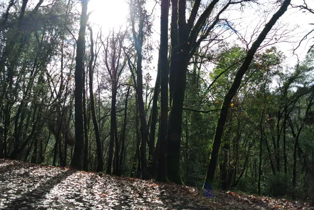 a view of outdoor space and yard