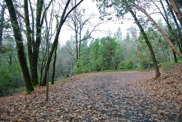a view of a forest filled with trees