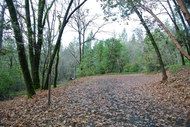 a view of a forest filled with trees