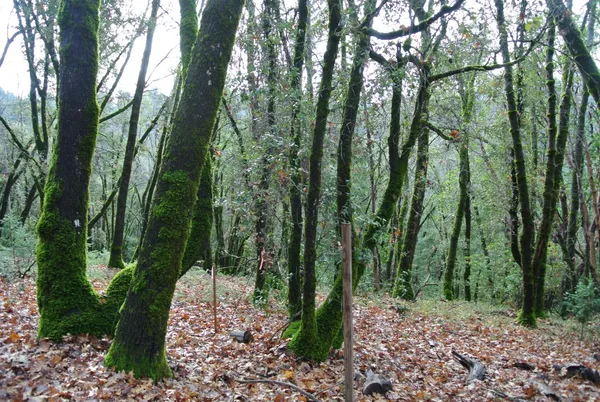 a view of a forest with trees