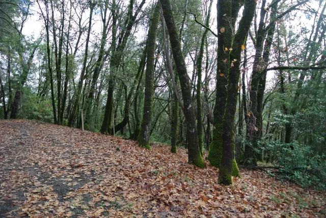 a view of backyard with green space