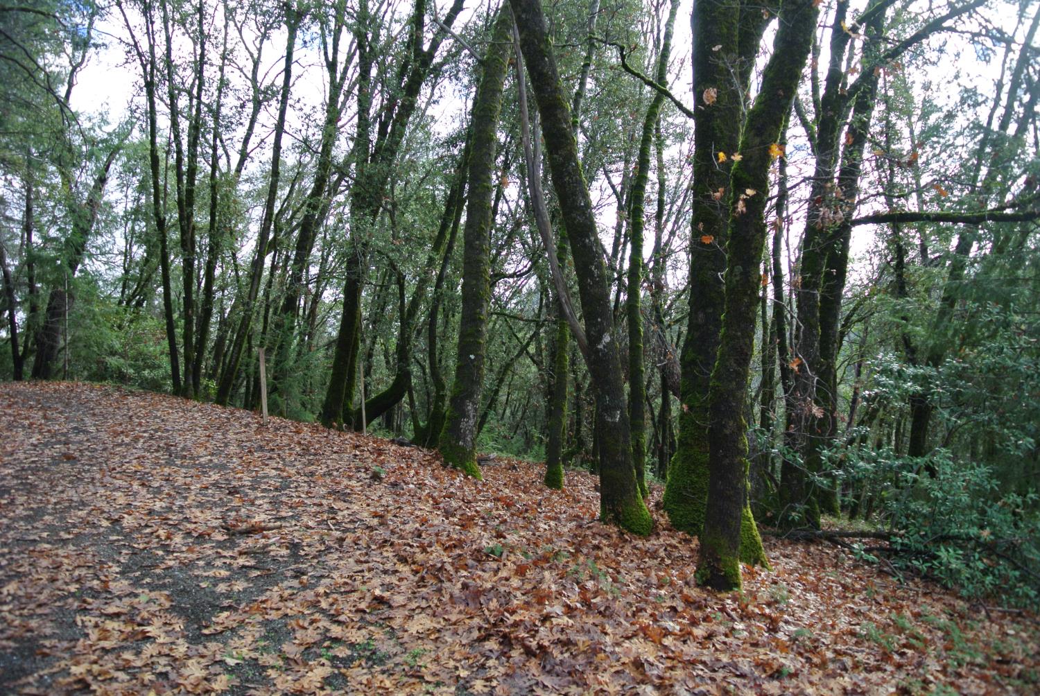 5585 Pine Ridge Road Foresthill, CA 95631 - Photo 4 of 13