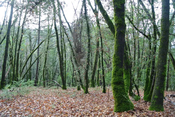 a view of outdoor space and green space