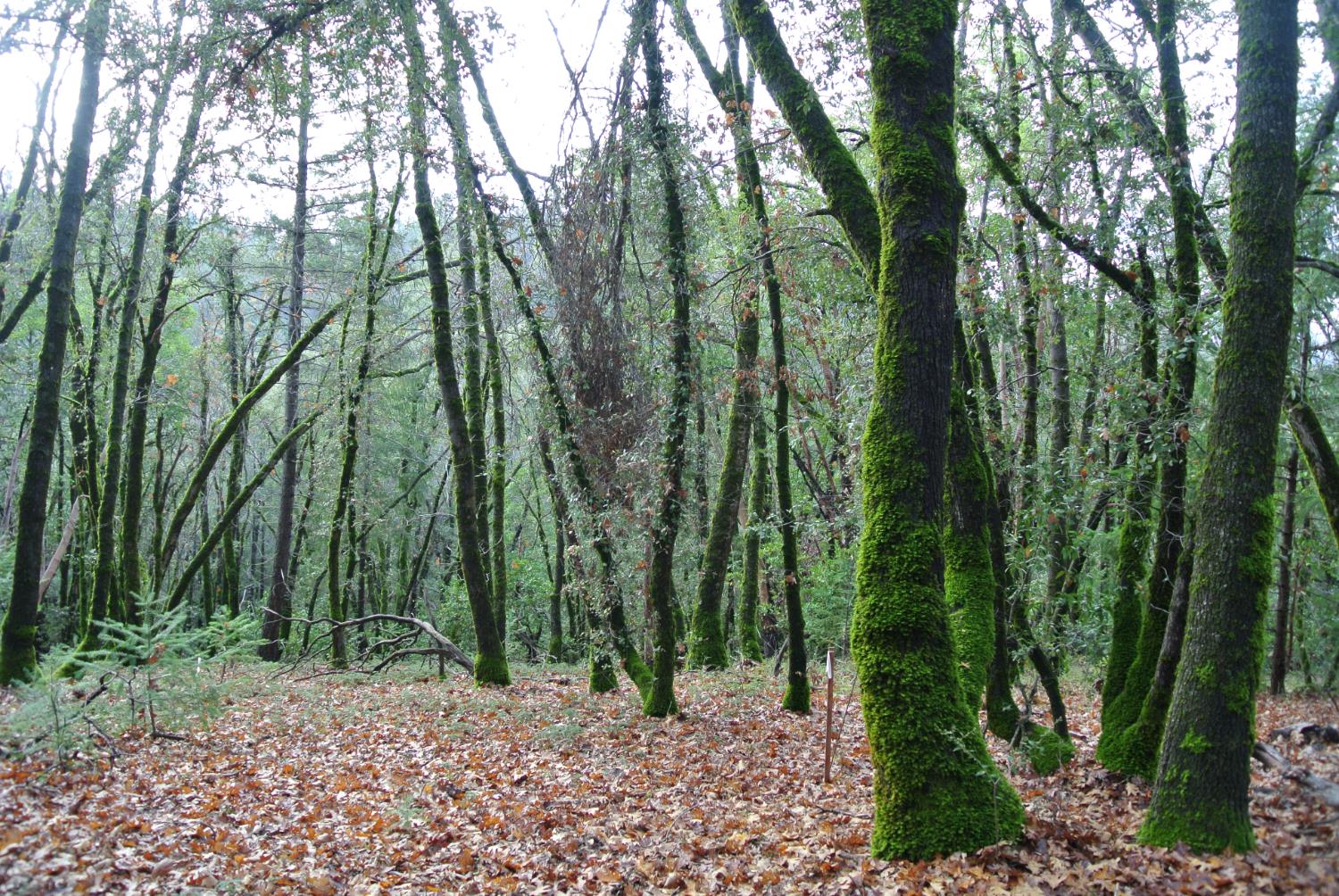 5585 Pine Ridge Road Foresthill, CA 95631 - Photo 6 of 13