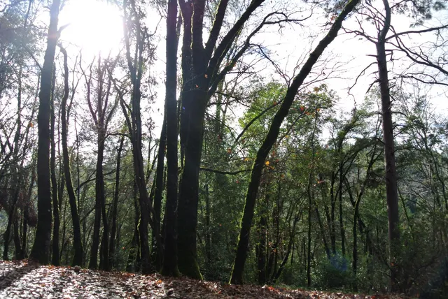 a view of outdoor space and yard