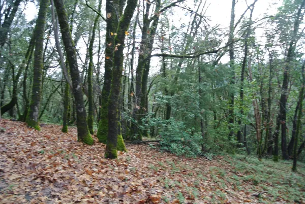 a view of a forest with trees in the background