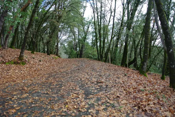 a wooden bench with lots of trees