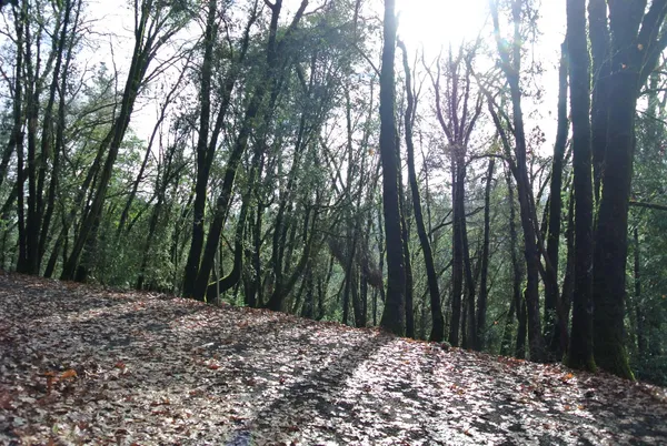 a view of a forest with trees
