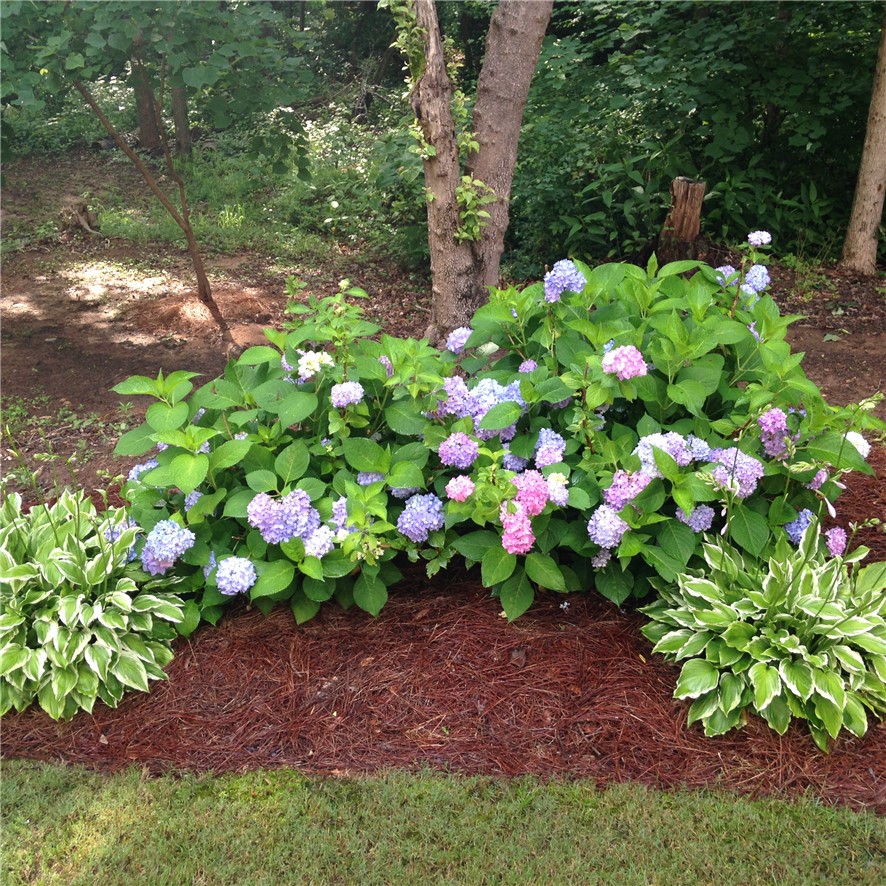 402 Boaters Row Fair Play, SC 29643 - Photo 49 of 50 Lush hydrangeas and hostas create a vibrant garden border.