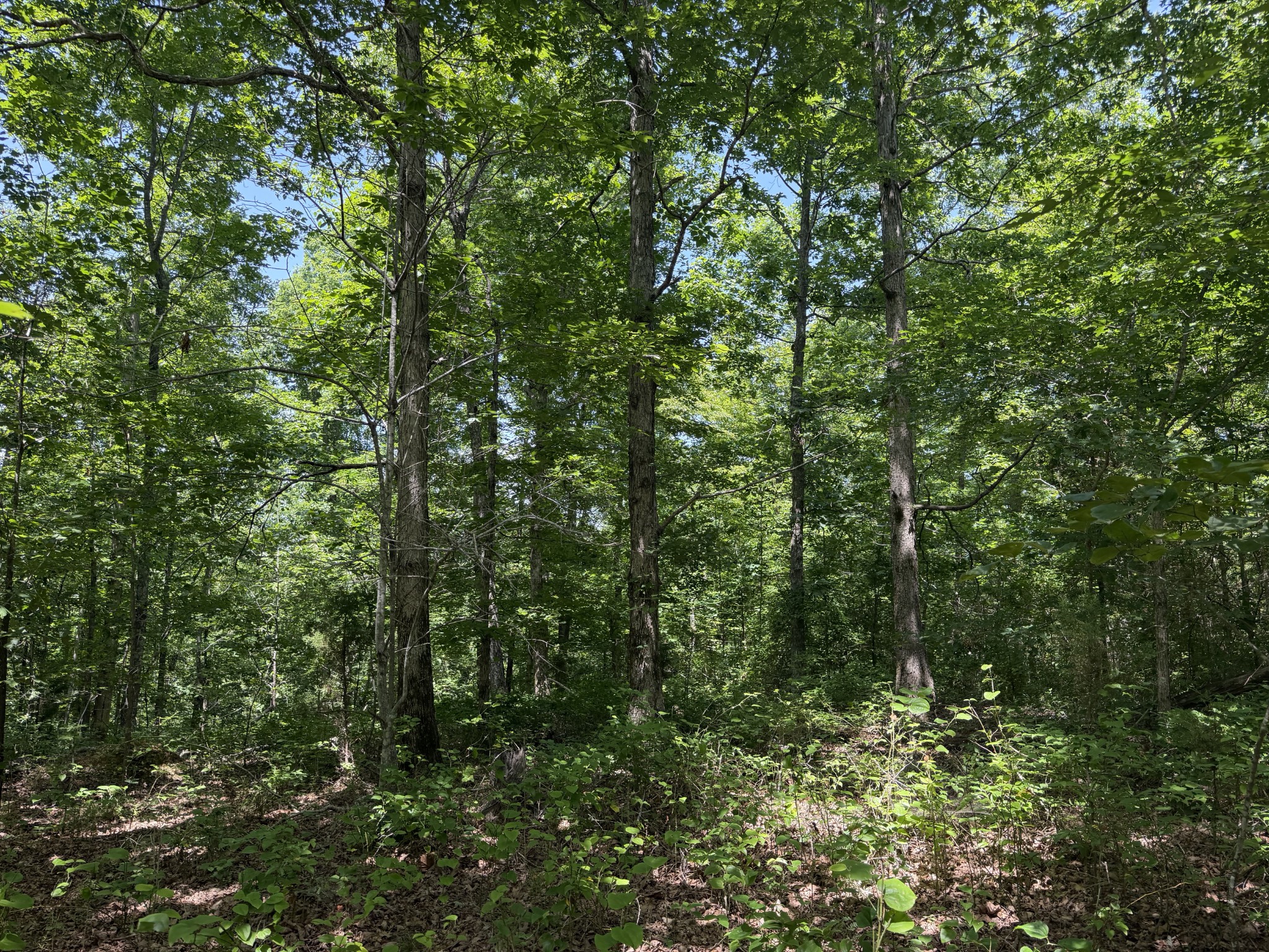 215 Bar Bee Road Hohenwald, TN 38462 - Photo 45 of 51