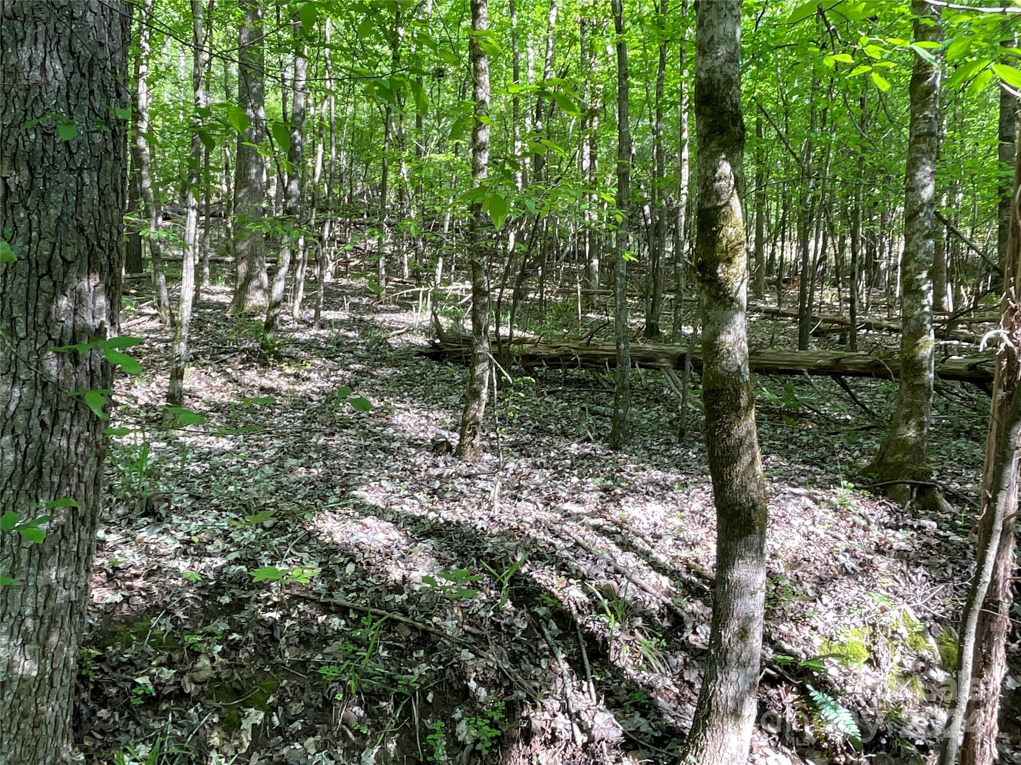 1265 North Burris Road Sharon, SC 29742 - Photo 11 of 34 a view of outdoor space and trees