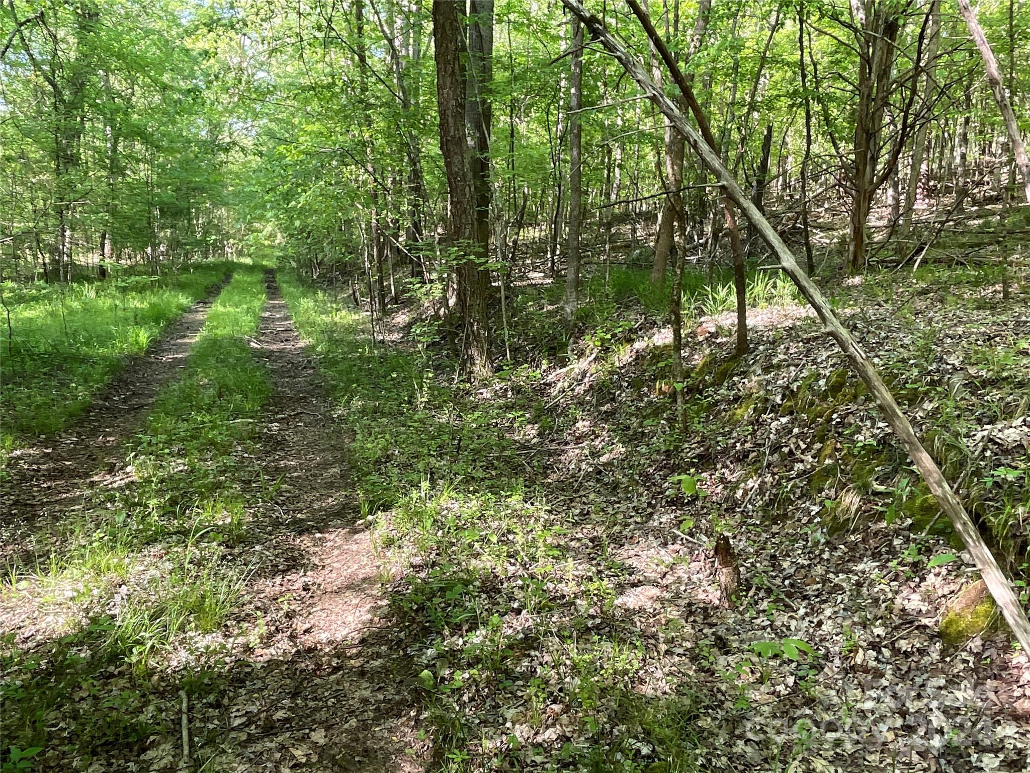 1265 North Burris Road Sharon, SC 29742 - Photo 13 of 34 a view of a yard with a tree
