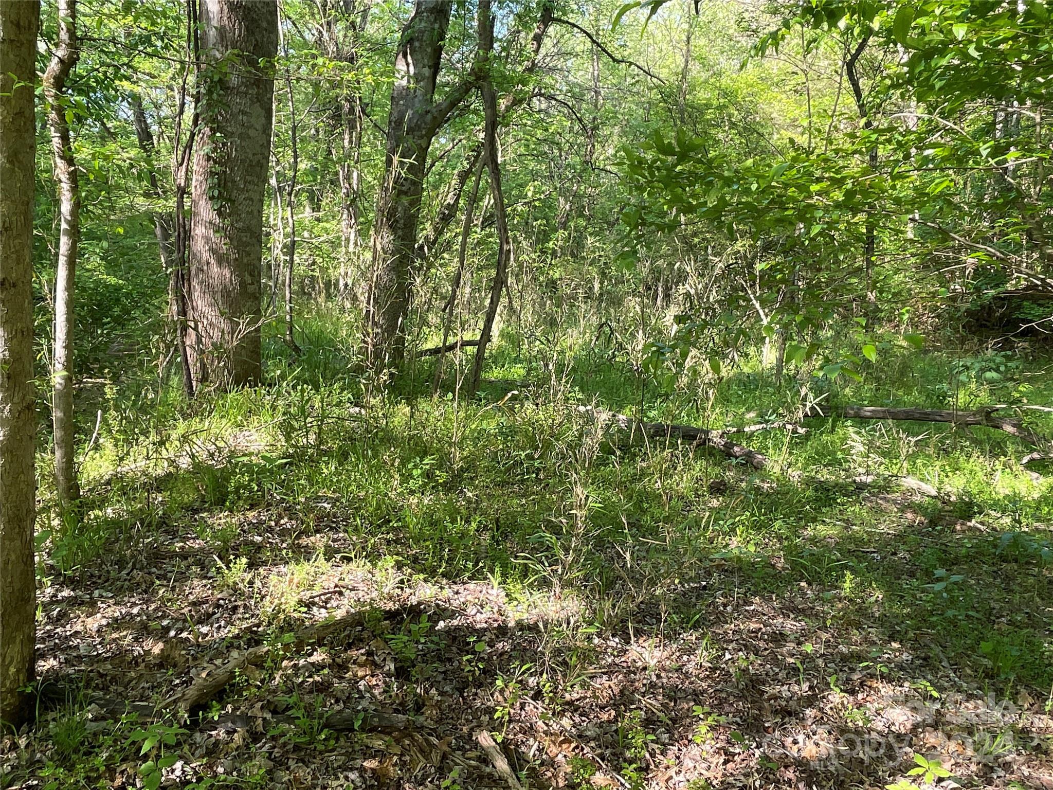 1265 North Burris Road Sharon, SC 29742 - Photo 15 of 34 a view of a lush green forest