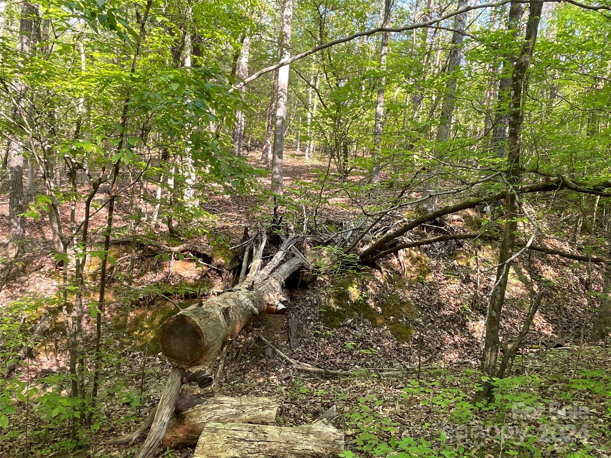 1265 North Burris Road Sharon, SC 29742 - Photo 18 of 34 a close up of a plant