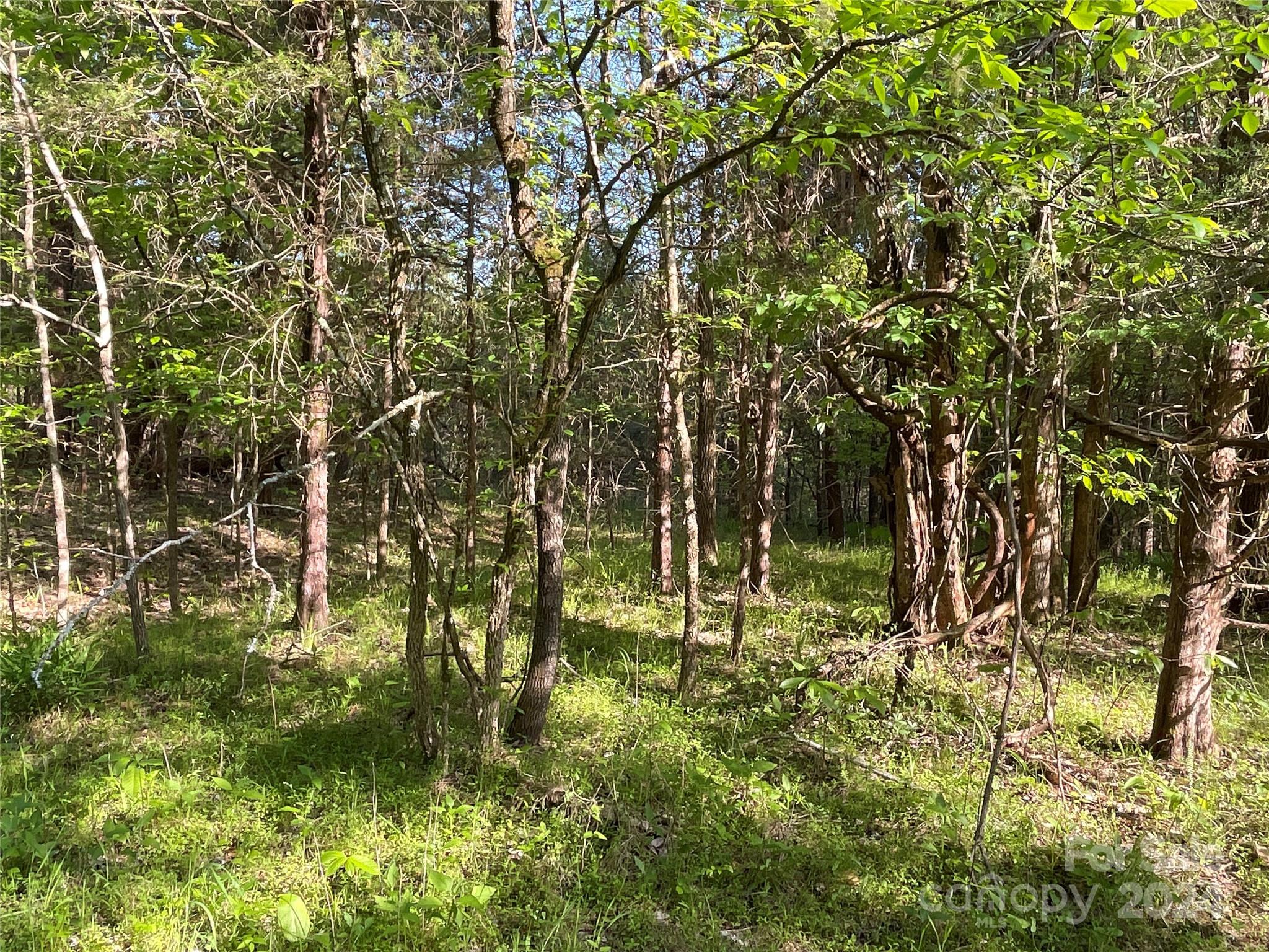 1265 North Burris Road Sharon, SC 29742 - Photo 21 of 34 a backyard of a house with lots of plants and trees