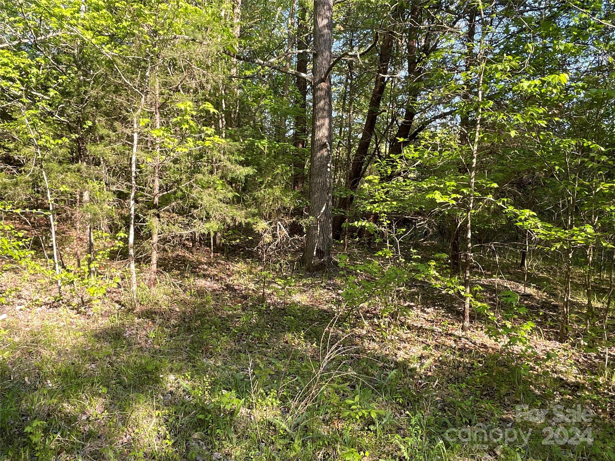 1265 North Burris Road Sharon, SC 29742 - Photo 22 of 34 a close up of a tree