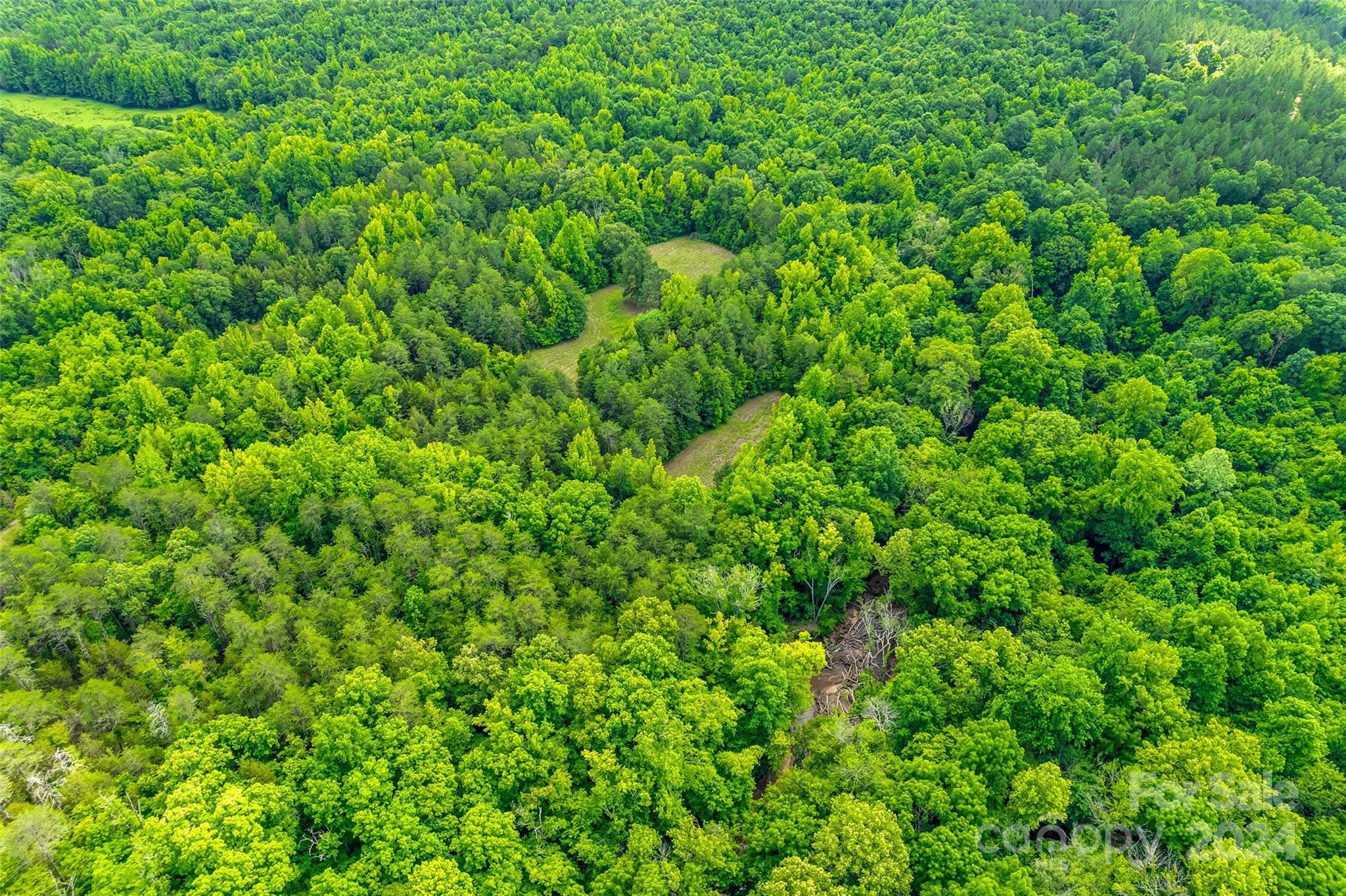 1265 North Burris Road Sharon, SC 29742 - Photo 29 of 34 a view of a lush green forest