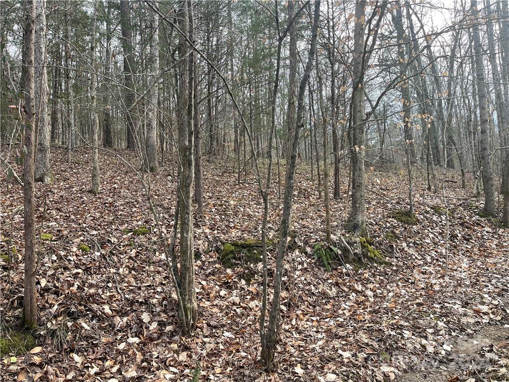 1265 North Burris Road Sharon, SC 29742 - Photo 5 of 34 a view of a forest that has a tree in the background