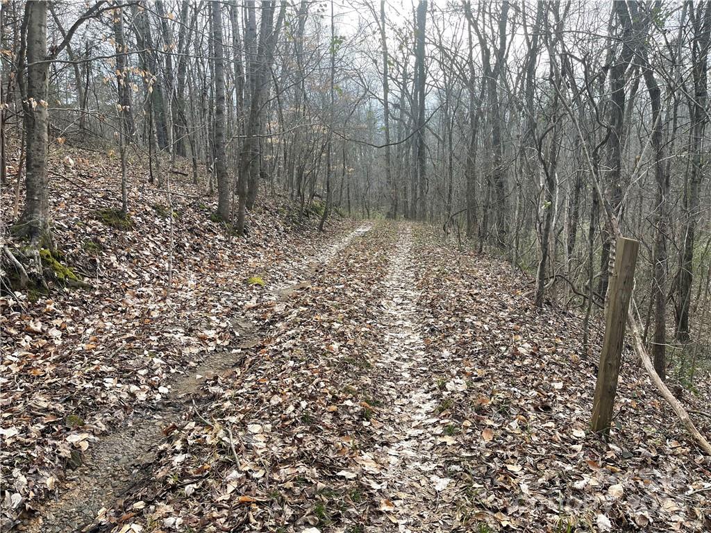 1265 North Burris Road Sharon, SC 29742 - Photo 6 of 34 a view of a forest with a tree