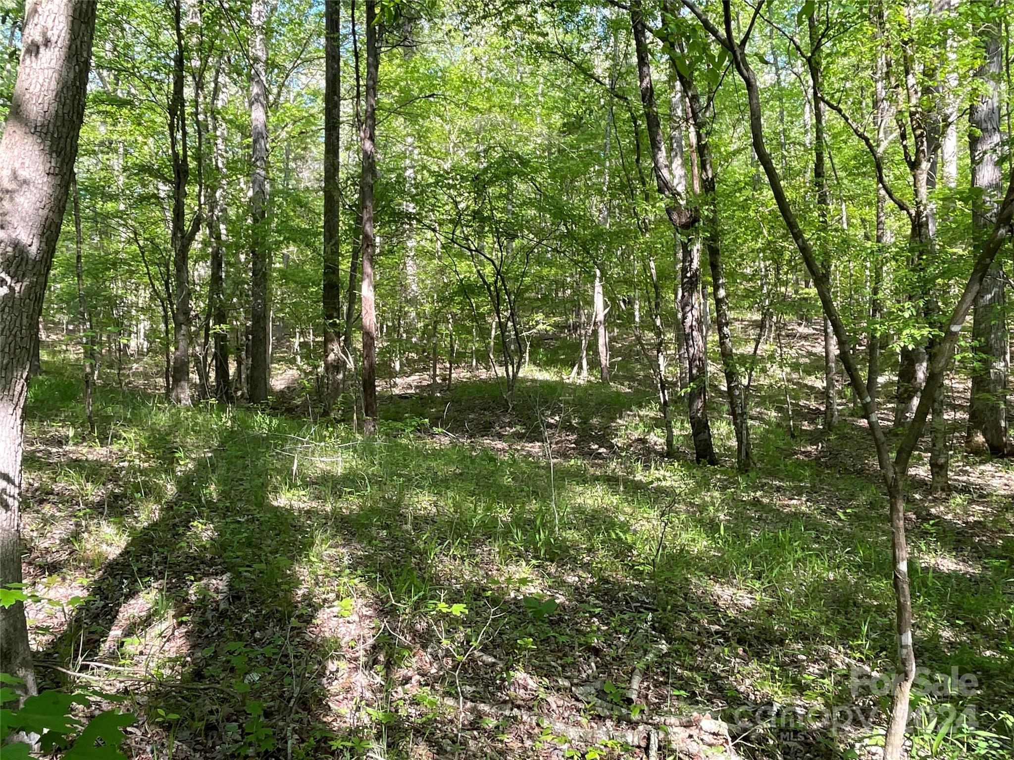 1265 North Burris Road Sharon, SC 29742 - Photo 7 of 34 a big yard with lots of green space and trees