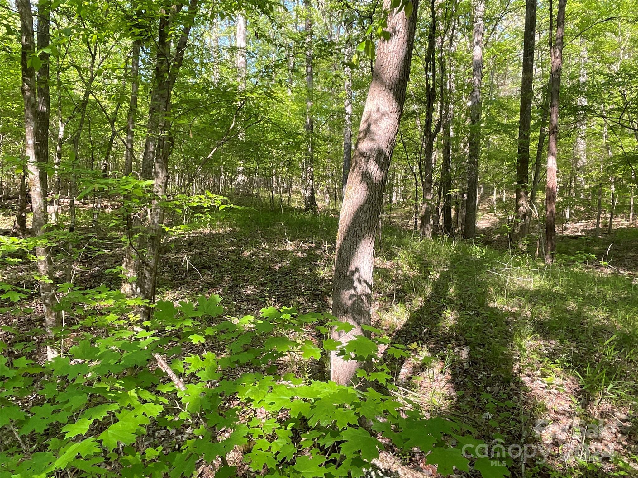 1265 North Burris Road Sharon, SC 29742 - Photo 8 of 34 a backyard of a house with lots of trees