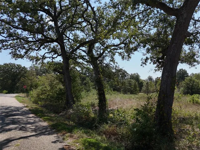 a view of a forest with trees in the background
