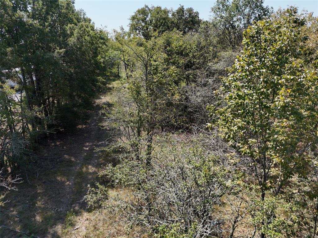 13 Highway 37 Talco, TX 75487 - Photo 6 of 14 a view of a forest with lots of trees