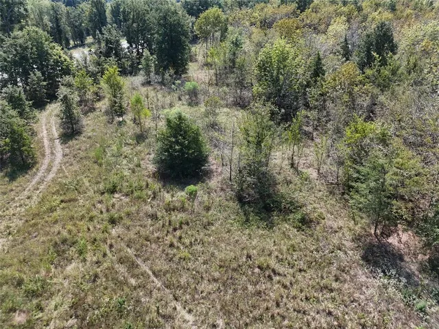 a view of a forest with a street