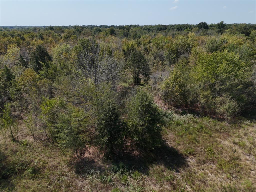 13 Highway 37 Talco, TX 75487 - Photo 10 of 14 a view of a forest with a tree